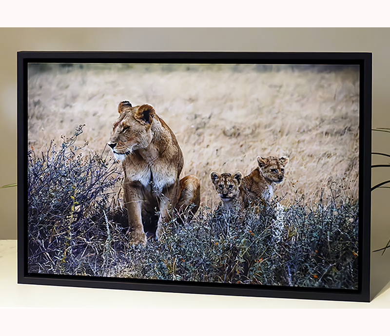 Canvas Tray Frame 